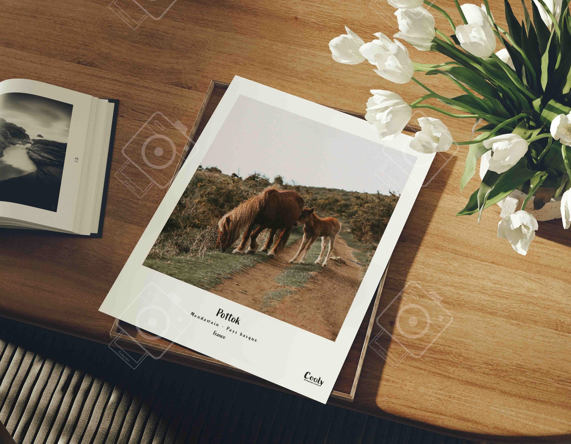 Affiche souvenir du pottok cheval du pays basque | Coolyposter affiche photo originales du pays basque 