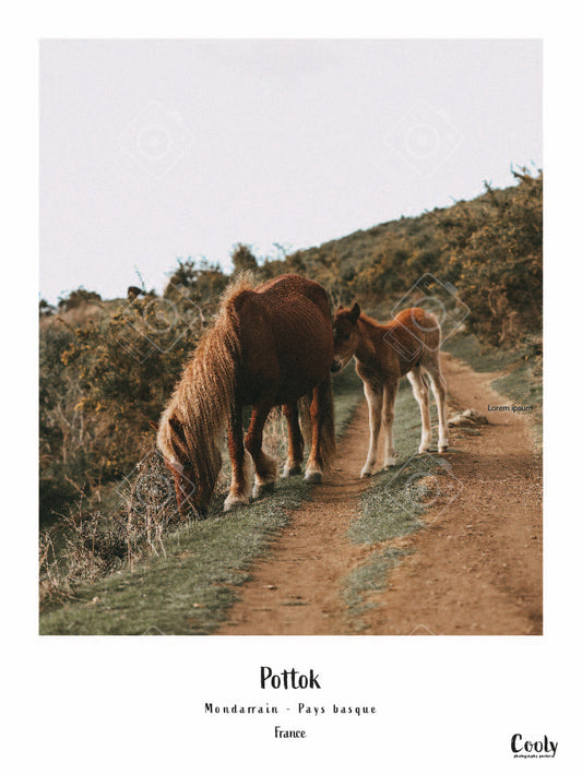 Affiche souvenir pottok pays basque | Coolyposter affiche photo originales du pays basque 